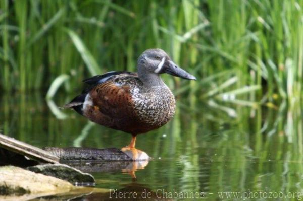 Australian shoveler