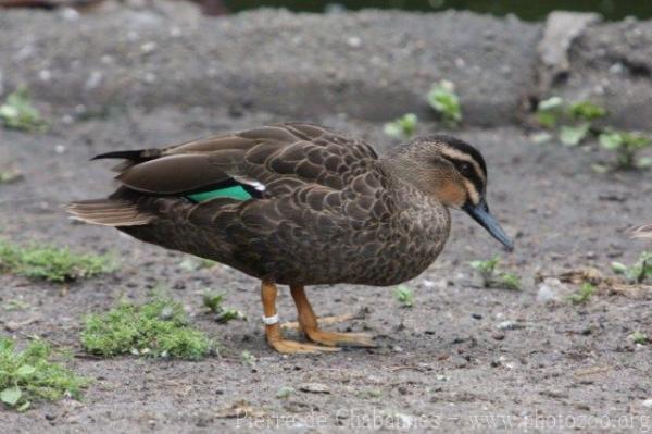 Pacific black duck