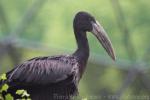 African openbill