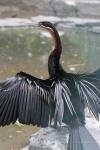 African darter *