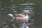 Eastern greylag goose