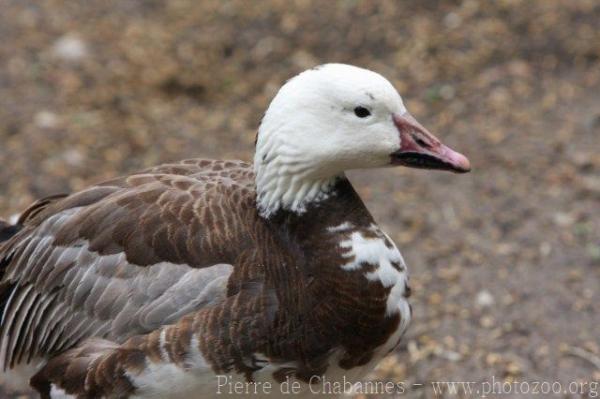 Snow goose