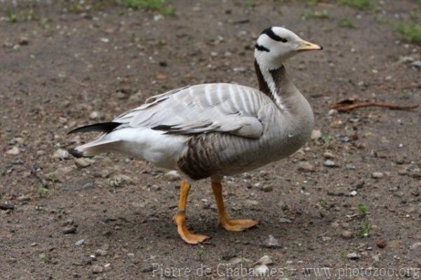 Bar-headed goose