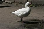 Ross's goose