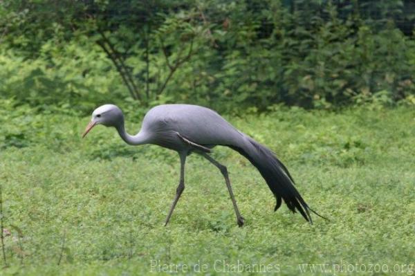 Blue crane