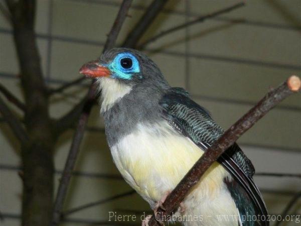 Sumatran trogon *