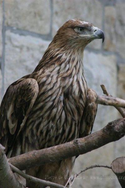 Eastern imperial eagle