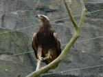 Steppe eagle