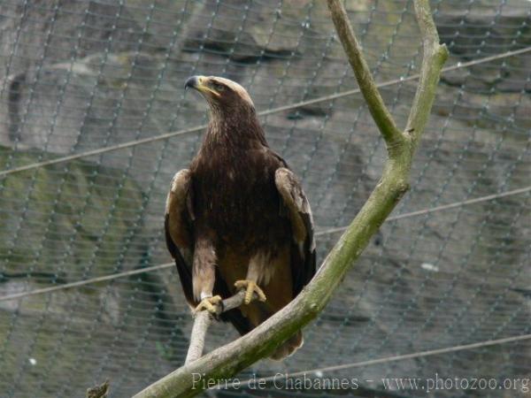 Steppe eagle