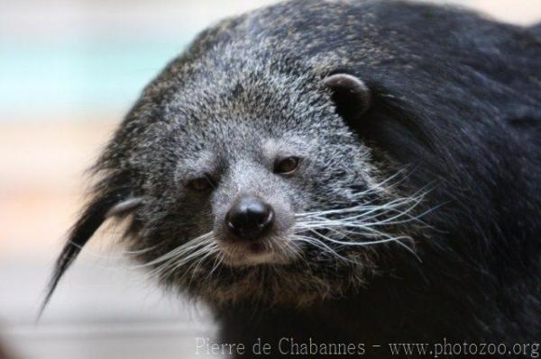 Malayan binturong