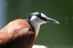 African jacana