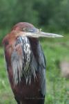 Goliath heron