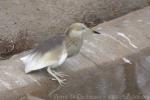 Indian pond-heron