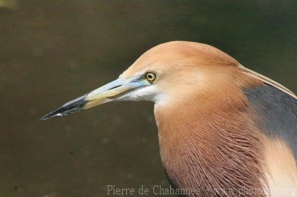 Javan pond heron