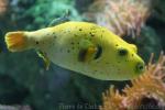 Blackspotted puffer