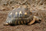 Radiated tortoise