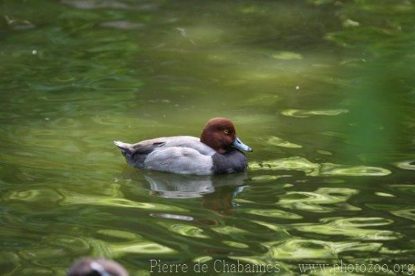 Redhead