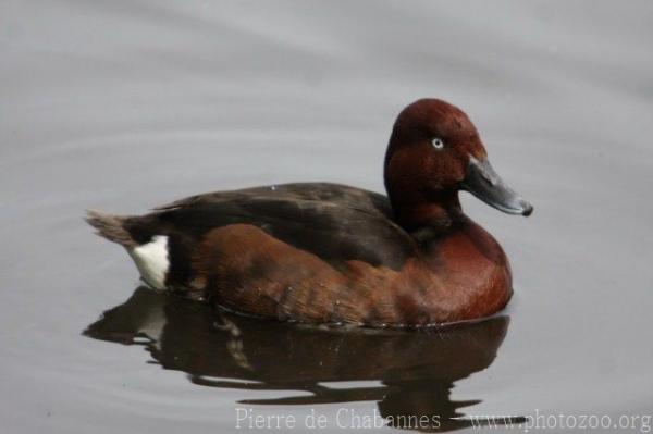 Ferrugineous duck