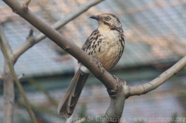 Chinese babax