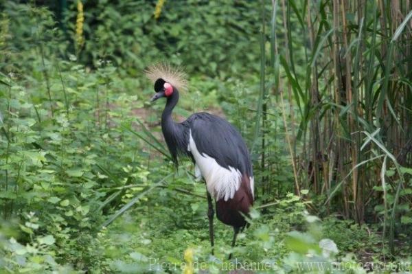 Black crowned-crane