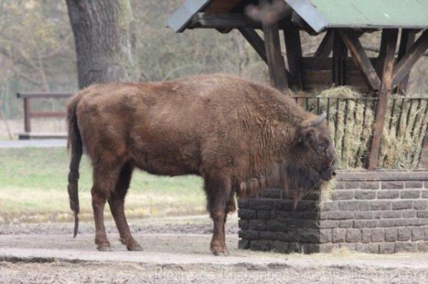 Wisent