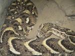 Puff adder *