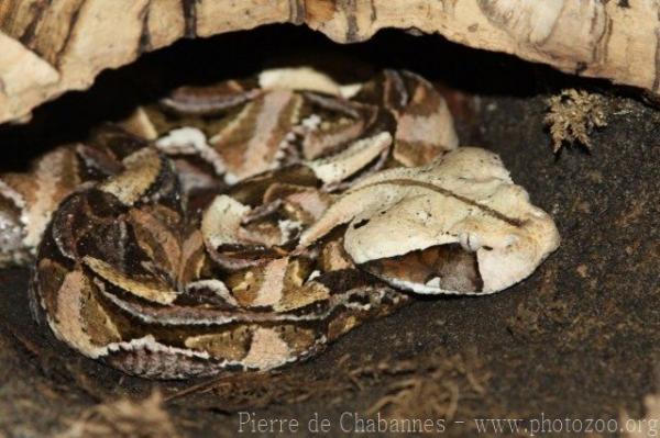 East African Gaboon viper