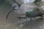 Hadada ibis