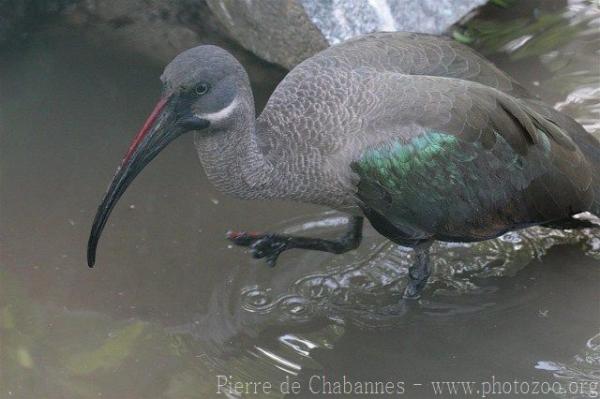 Hadada ibis