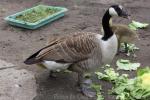 Giant Canada goose