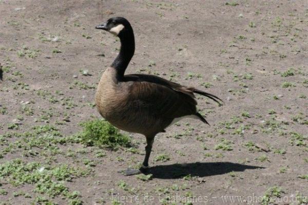 Cackling goose