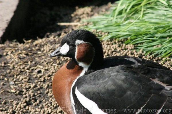 Red-breasted goose