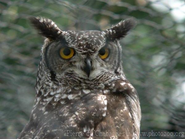 Spotted eagle-owl