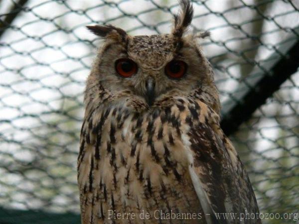 Rock eagle-owl