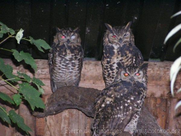 Cape eagle-owl