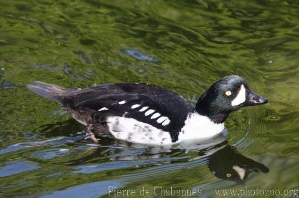 Barrow's goldeneye