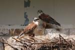 Ferruginous hawk