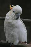 Citron-crested cockatoo