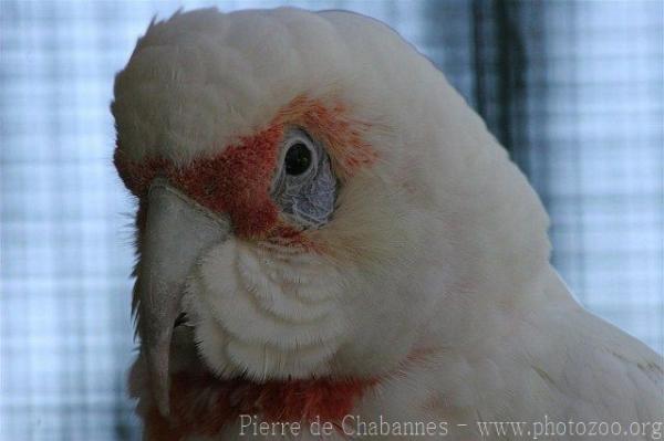 Long-billed corella