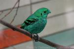 Green broadbill *