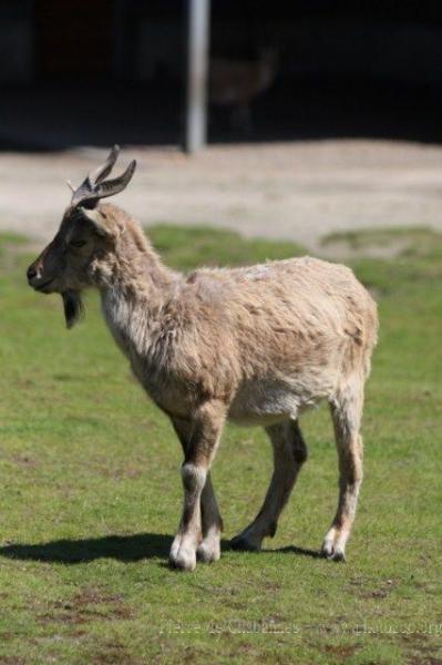 Turkmenistan markhor