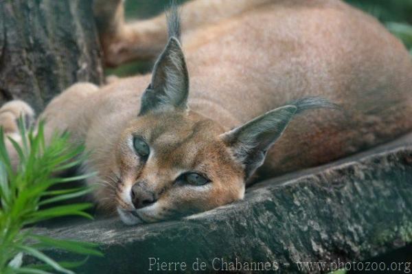 Southern caracal