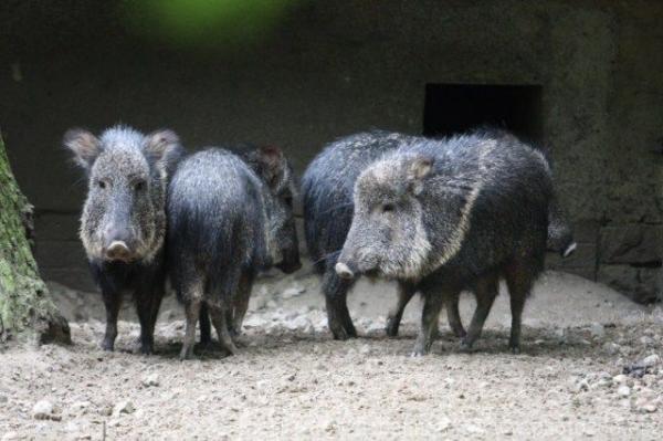 Chacoan peccary