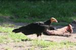 Lesser yellow-headed vulture