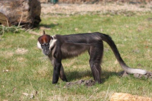 Red-capped mangabey