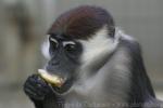 Red-capped mangabey