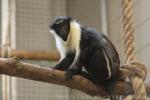 Diana monkey