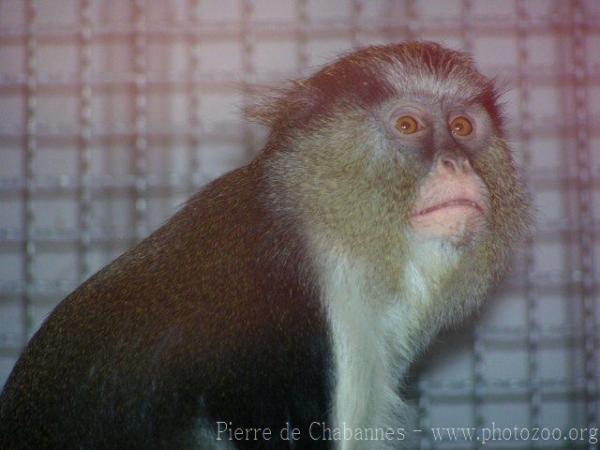 Mona monkey *