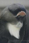 DeBrazza's monkey