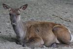 Altai wapiti